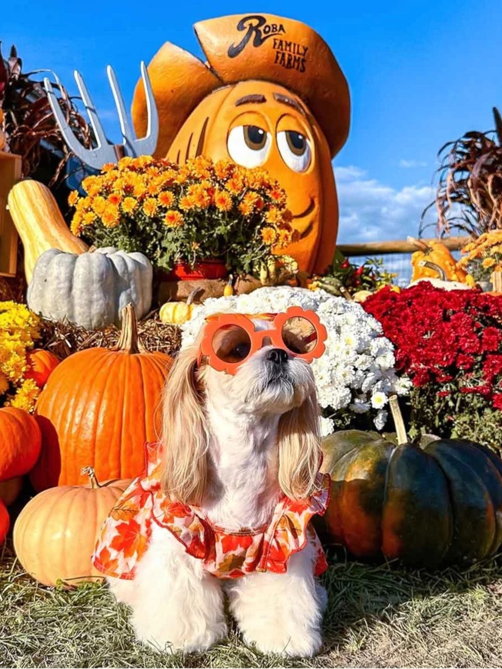 NEW FITWARM MAPLE RUFFLE DOG DRESS - Picture 6 of 9